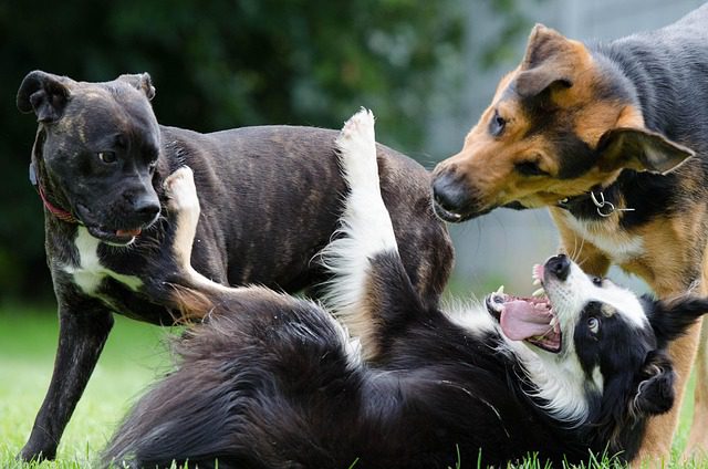 cachorros socializando en parque